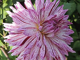 花,蘭花,開花