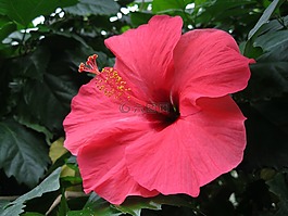 芙蓉,開花,棉花糖