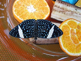 蝴蝶,昆虫,黑色
