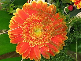 開花,非洲菊,花