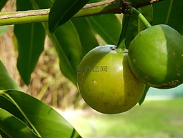 柑橘,柑橘樹,綠色果品