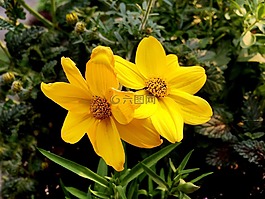陽臺,鮮花,陽臺植物