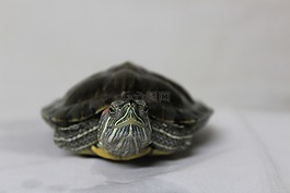 龜,尋找,動物