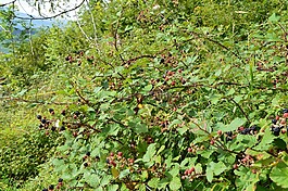 黑莓,森林,性質(zhì)