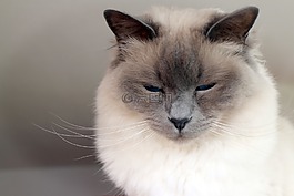神圣 birman,貓,品種貓