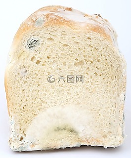 年齡,細菌,生物