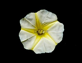 花,黃色,白