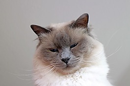 神圣 birman,貓,品種貓