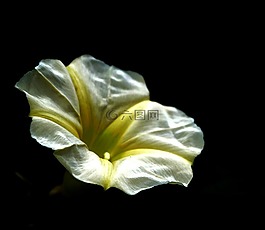 花,黃色,白