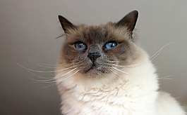 神圣 birman,貓,品種貓