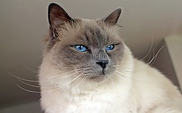 神圣 birman,貓,品種貓