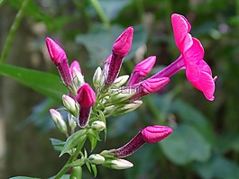 福祿考,火焰花,花花園