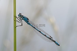 蜻蜓,宏,enallagma