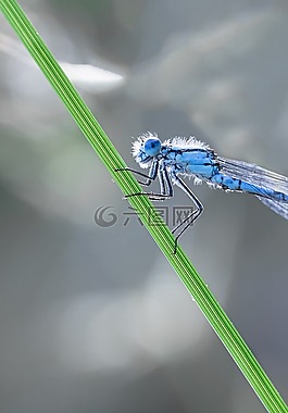 蜻蜓,宏,enallagma