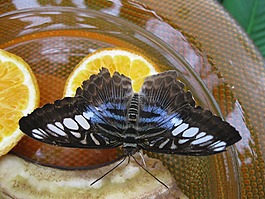 蝴蝶,動(dòng)物,蛾類