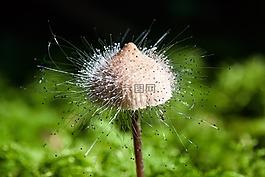 哈米德 ·,种,蘑菇属