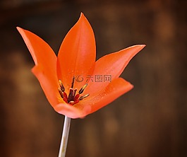 郁金香,紅色,開花