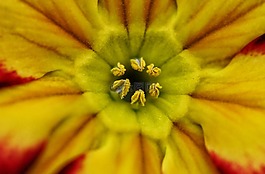 花,植物,花園