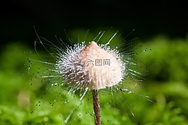 哈米德 ·,种,蘑菇属