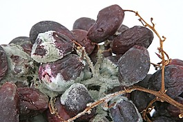 年齡,細菌,生物