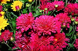 鮮花,關(guān)閉,性質(zhì)