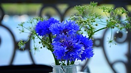 花,藍色,開花