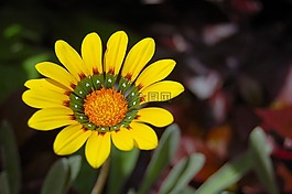 花,黃色,黃色花