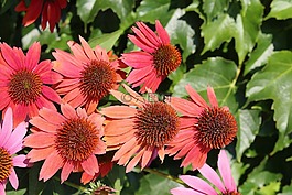 植物區(qū)系,鮮花,松果