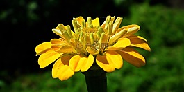 性質(zhì),花,百日草