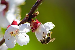 蜜蜂,花,綠色