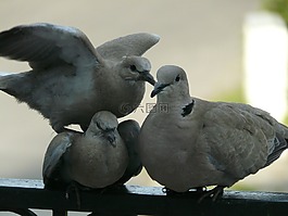 鴿子,鳥,家庭