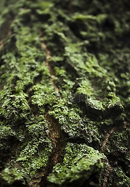 樹皮,地衣,植物群