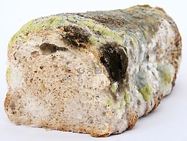 年齡,細菌,生物