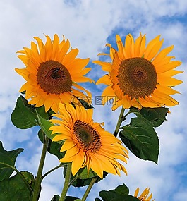 向日葵,鮮花,黃色