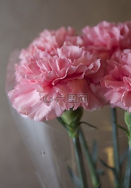 丁香,粉色,鮮花