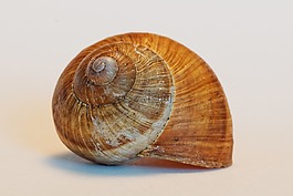 殼,蝸牛,動(dòng)物