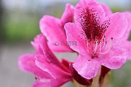 花卉,粉紅色,日語(yǔ)