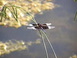 蜻蜓,甲蟲(chóng)，昆蟲(chóng),昆蟲(chóng)