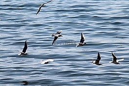 海鷗,海,鳥(niǎo)
