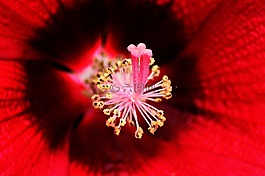 生产 pollinia 的兰花,bibék,芙蓉花