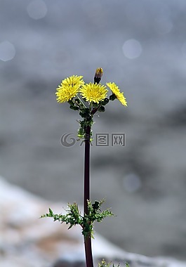 花,性質(zhì),鮮花