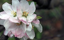 蘋果,開花,生活