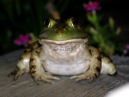青蛙,蟾蜍,綠色