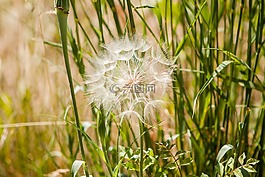植物,花,草