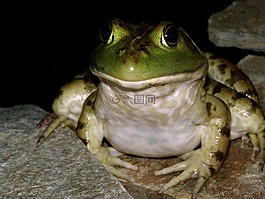 青蛙,蟾蜍,绿色