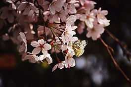 盛開,開花,蝴蝶