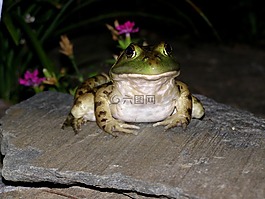 青蛙,蟾蜍,綠色
