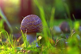 蘑菇,森林,鵝膏菌