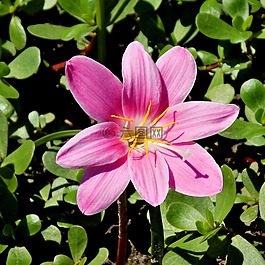 花卉,植物,花園