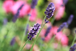 熏衣草,薰衣草花,花